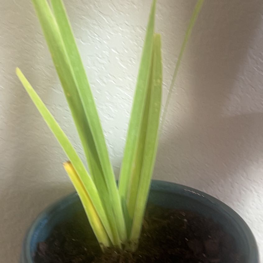 Photo of the plant species Leopard Lily by @WinCebenese42 named Emerson on Greg, the plant care app