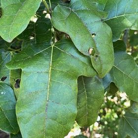 Photo of the plant species Flame Bottletree by @GemVinemaple64 named Emerson on Greg, the plant care app