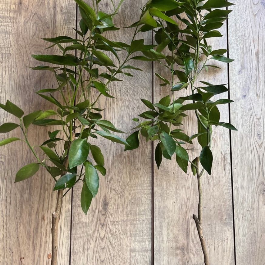 Photo of the plant species Cara Cara Orange Tree by @FitRainbow16 named Nithin on Greg, the plant care app