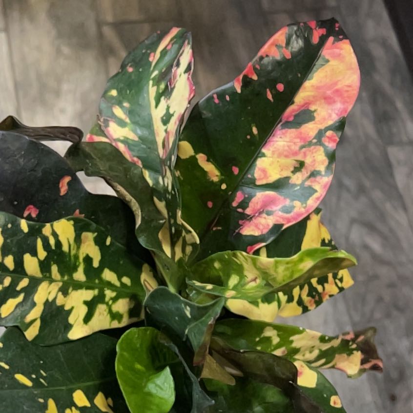 Photo of the plant species Magnificent Croton by @RadBetel42 named Rosa on Greg, the plant care app