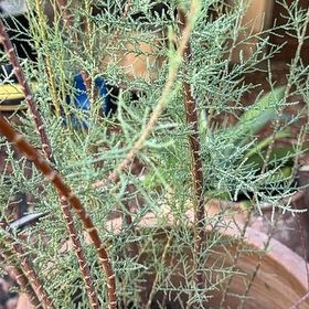 Photo of the plant species Five-Stamen Tamarisk by @FireballFrithia named Bieber on Greg, the plant care app