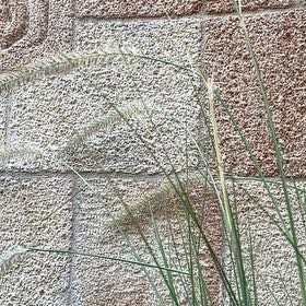 Photo of the plant species Calamagrostis arenaria by @FireballFrithia named Curie on Greg, the plant care app