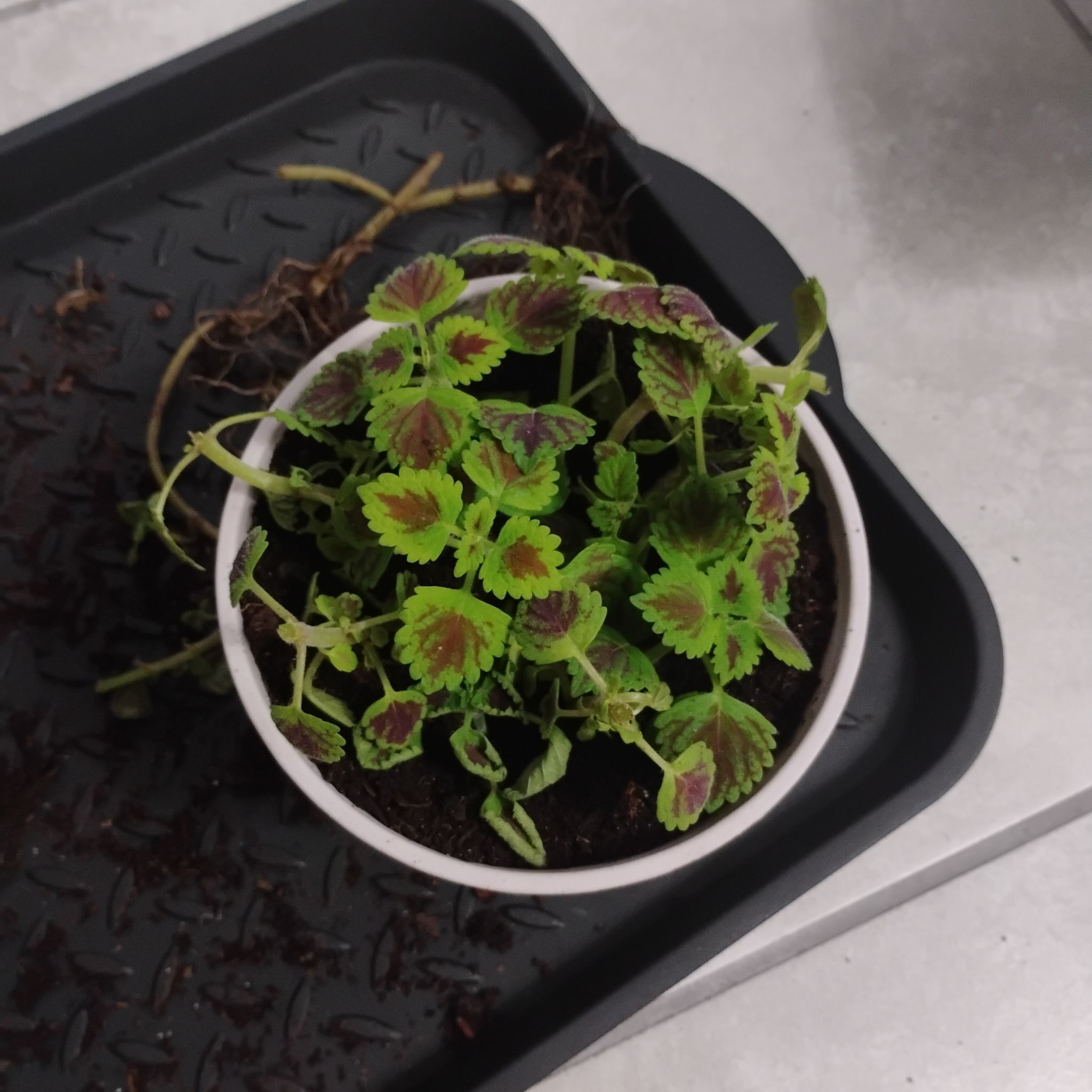 Photo of the plant species Coleus 'Burgundy Wedding Train' by @PremierAnahaw94 named Wall-E on Greg, the plant care app