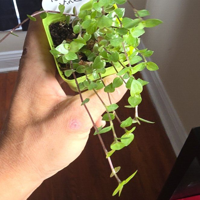 Photo of the plant species Turtle Vine by @VipPalqui22 named Tupot amaroot on Greg, the plant care app