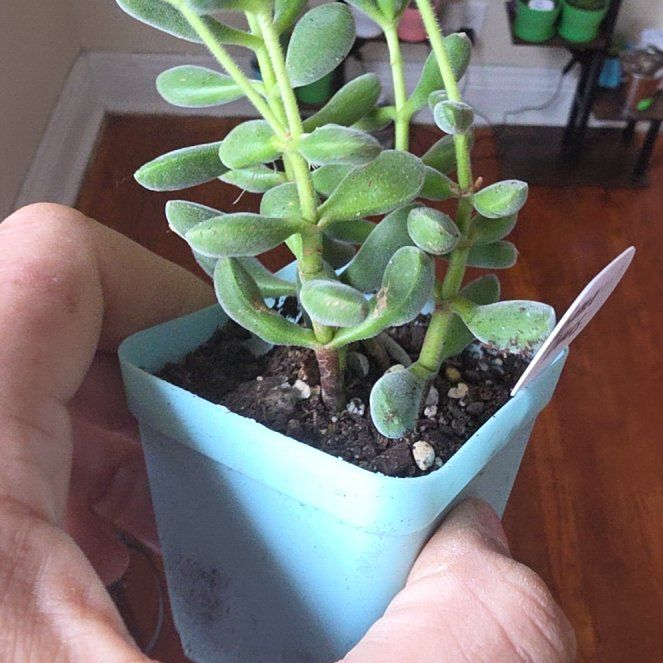 Photo of the plant species Crassula congesta 'Green Beans' by @VipPalqui22 named Elle on Greg, the plant care app