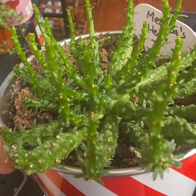 Photo of the plant species Medusa's Head Cactus by @VipPalqui22 named Shakira on Greg, the plant care app