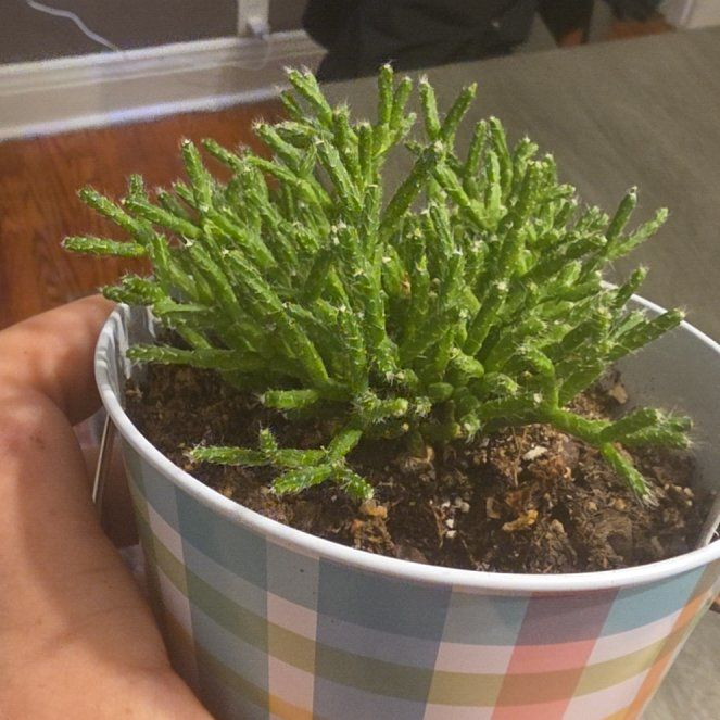 Photo of the plant species Dancing Bones Cactus by @VipPalqui22 named da Vinci on Greg, the plant care app