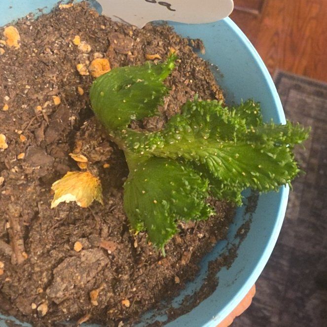 Photo of the plant species Green Coral Cactus by @VipPalqui22 named Baesil on Greg, the plant care app