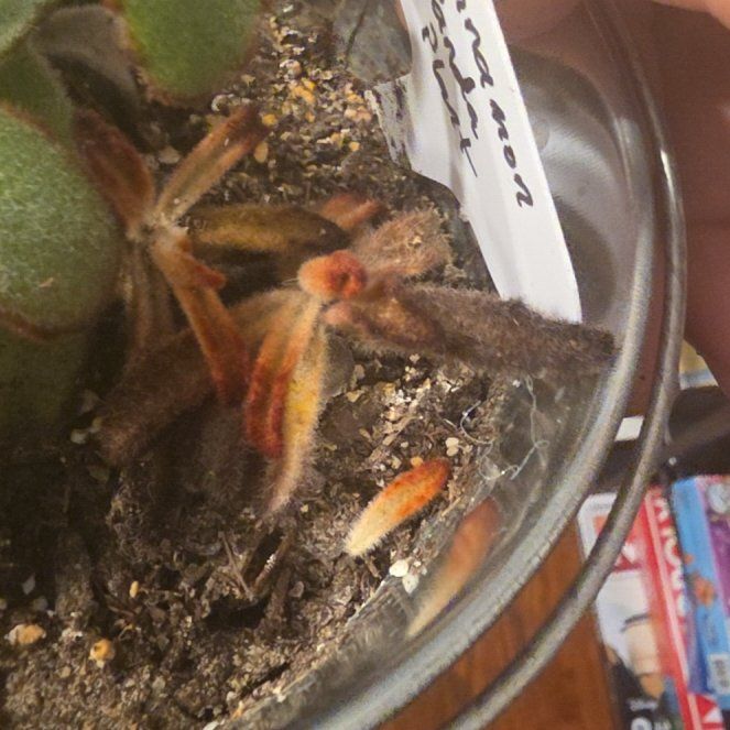 Photo of the plant species Cinnamon Panda Plant by @VipPalqui22 named Kendall on Greg, the plant care app