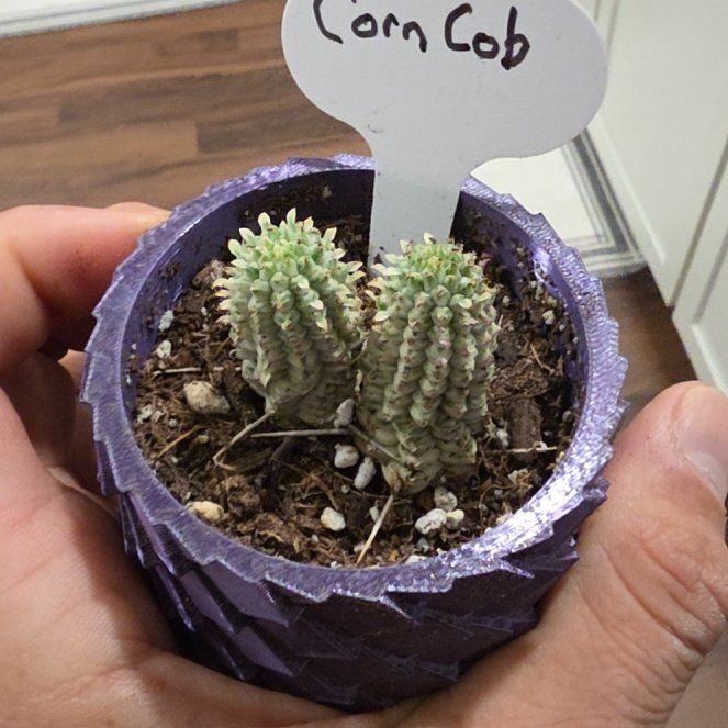 Photo of the plant species Corncob Cactus by @VipPalqui22 named Wall-E on Greg, the plant care app