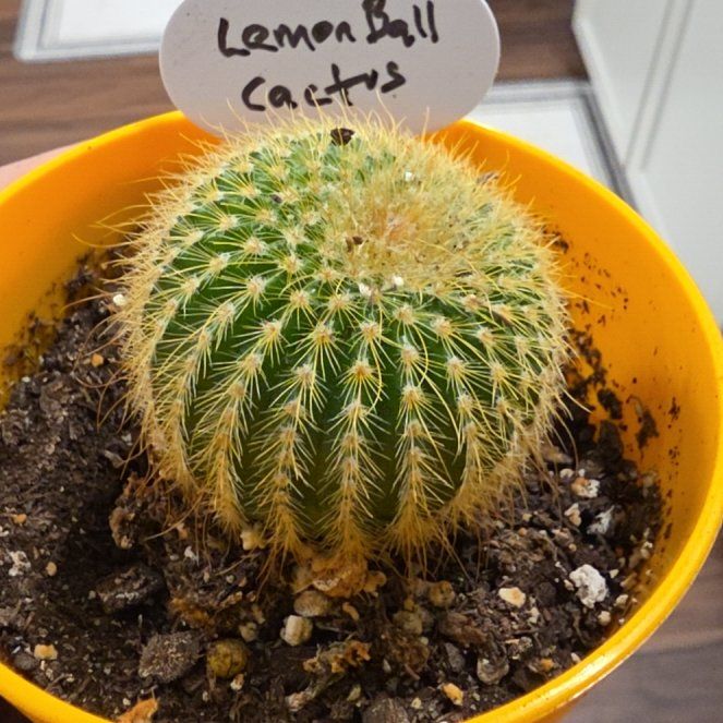 Photo of the plant species Lemon Ball Cactus by @VipPalqui22 named Eva on Greg, the plant care app
