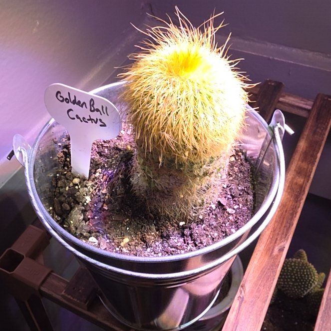 Photo of the plant species Golden Ball Cactus by @VipPalqui22 named James Dean on Greg, the plant care app