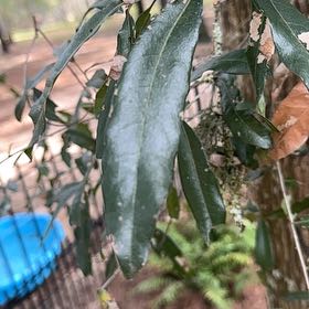 Photo of the plant species Texas Live Oak by @LaidbackPecan21 named Gregarious on Greg, the plant care app