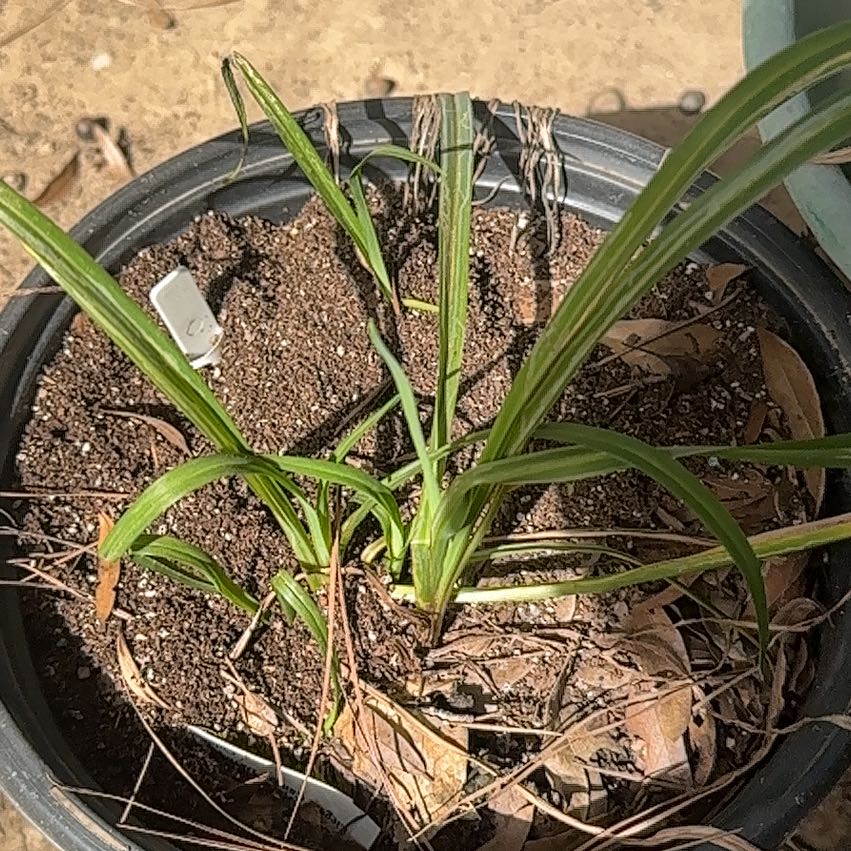Photo of the plant species Daylily by @LaidbackPecan21 named Keanu Leaves on Greg, the plant care app