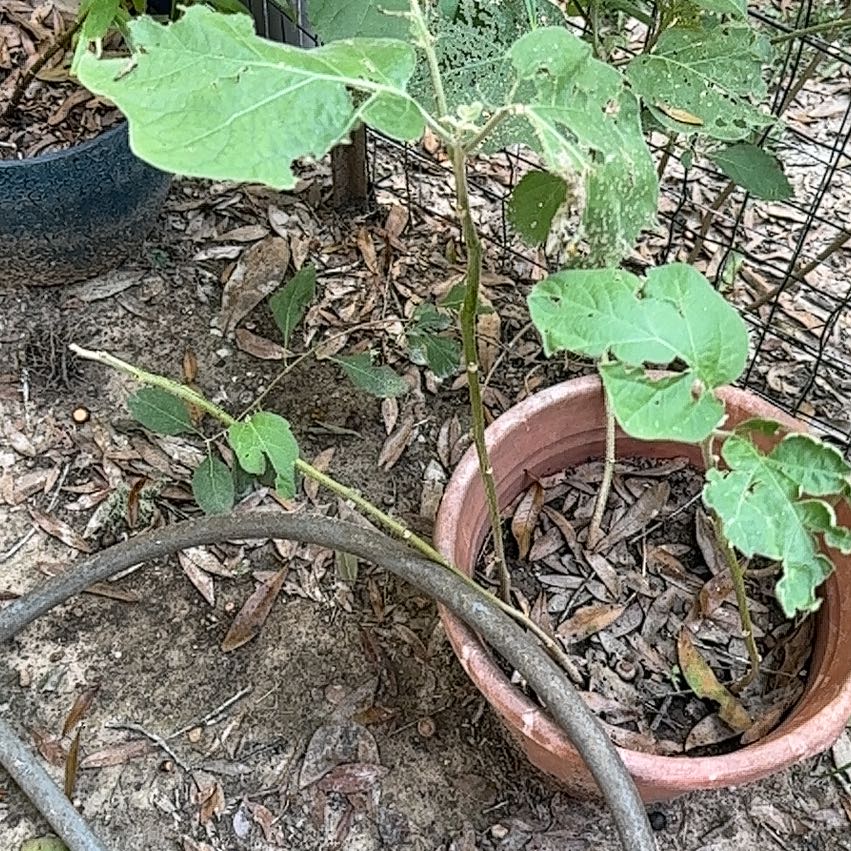 Photo of the plant species Doubleclaw by @LaidbackPecan21 named Shakira on Greg, the plant care app