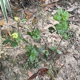 Photo of the plant species Landscape Bandana® Yellow Lantana by @LaidbackPecan21 named Walt on Greg, the plant care app