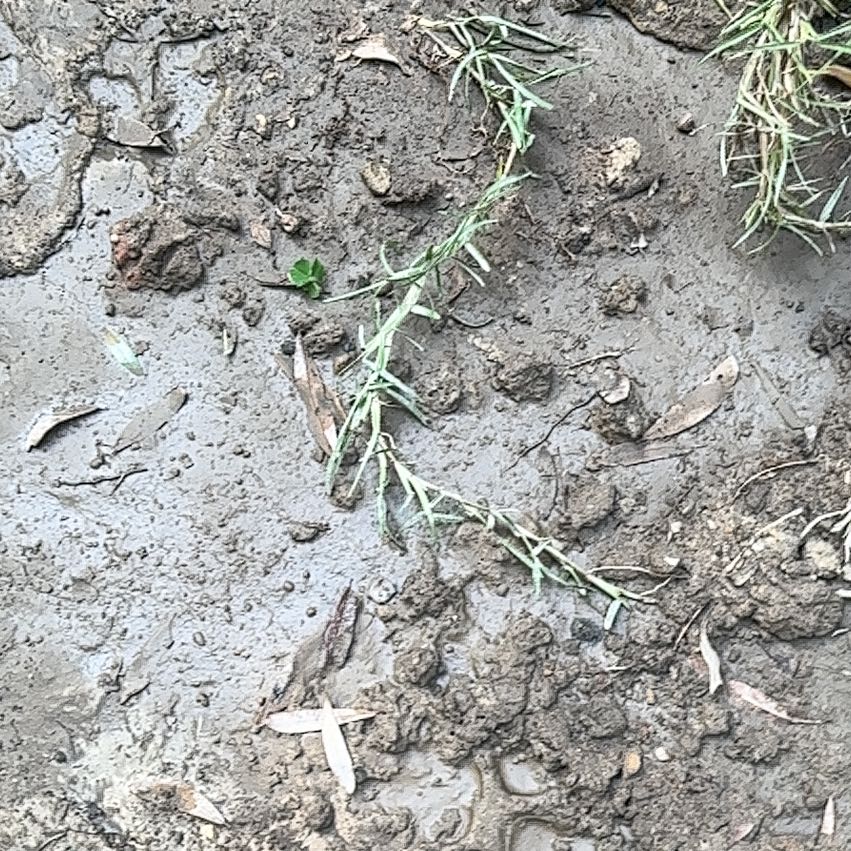 Photo of the plant species Wiregrass by @LaidbackPecan21 named Lavender on Greg, the plant care app