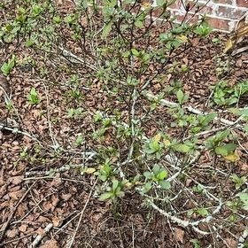 Photo of the plant species Azalea by @LaidbackPecan21 named Figyonce on Greg, the plant care app