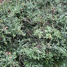 Photo of the plant species Box Holly by @LaidbackPecan21 named Gaga on Greg, the plant care app