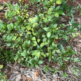 Photo of the plant species Azalea by @LaidbackPecan21 named Spike Leaves on Greg, the plant care app