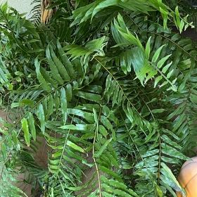 Photo of the plant species Macho Fern by @LaidbackPecan21 named Elle on Greg, the plant care app