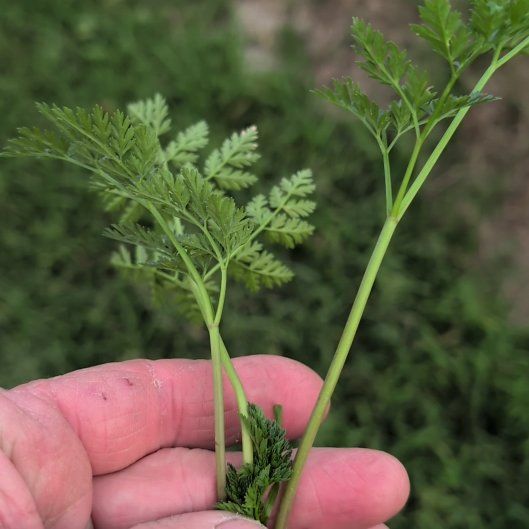 Photo of the plant species Chervil by @AccordantChives named Sir Plancelot on Greg, the plant care app