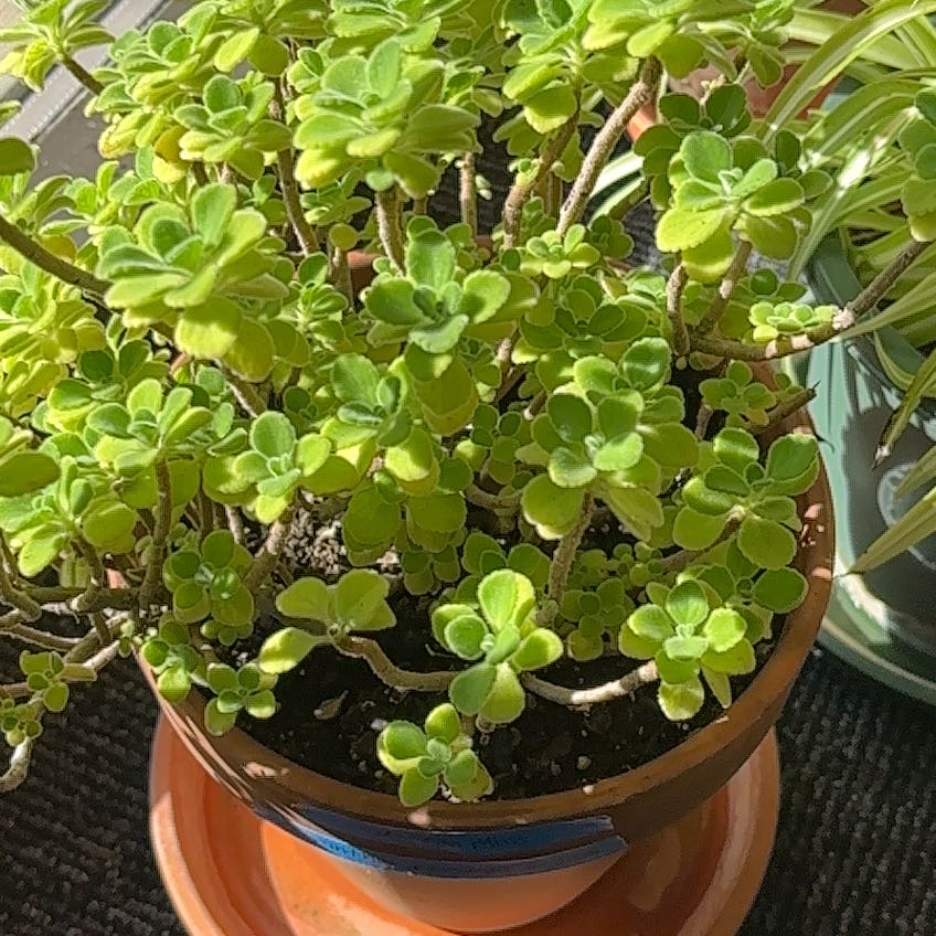 Photo of the plant species Cerveza n Lime by @GemBagpod28 named Jared on Greg, the plant care app