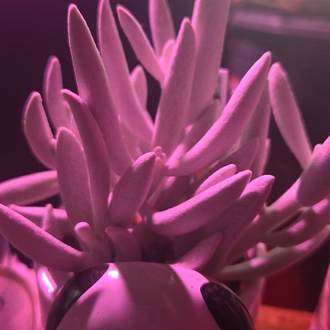 Photo of the plant species Woolly Senecio by @InerrantCorn46 named Sproutacus on Greg, the plant care app
