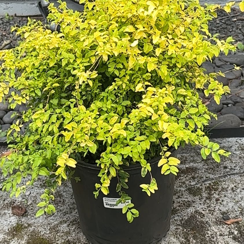Photo of the plant species Sunshine Ligustrum by @FullSucc99 named Sir Plancelot on Greg, the plant care app