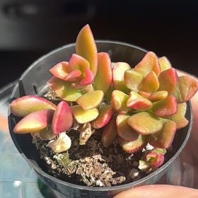 Photo of the plant species Anacampseros by @SugarElkclover named spicy on Greg, the plant care app