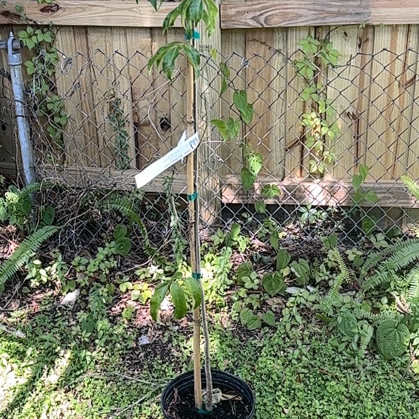 Photo of the plant species Gumbo-Limbo by @StoriedRye37 named Nemo on Greg, the plant care app