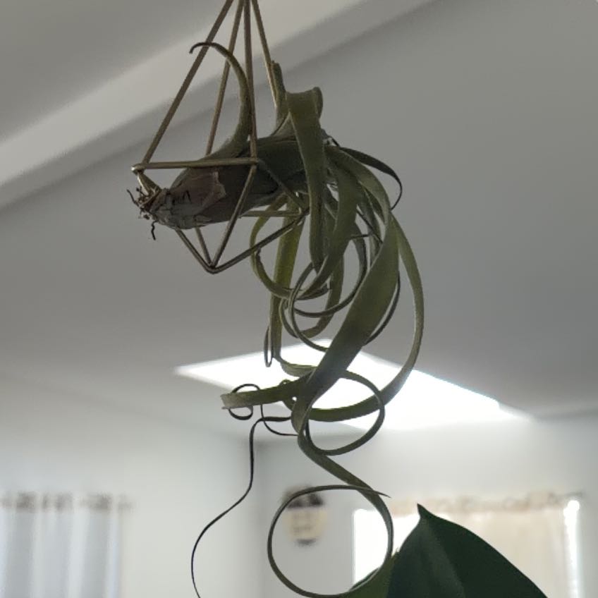 Photo of the plant species Curly Slim Air Plant by @ZappyHardhead38 named Foxxy on Greg, the plant care app