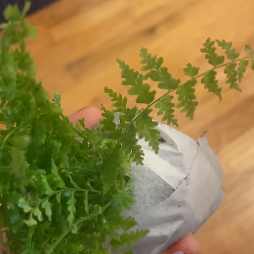 Photo of the plant species Brittle Bladder-Fern by @SalientBlueweed named Willow on Greg, the plant care app