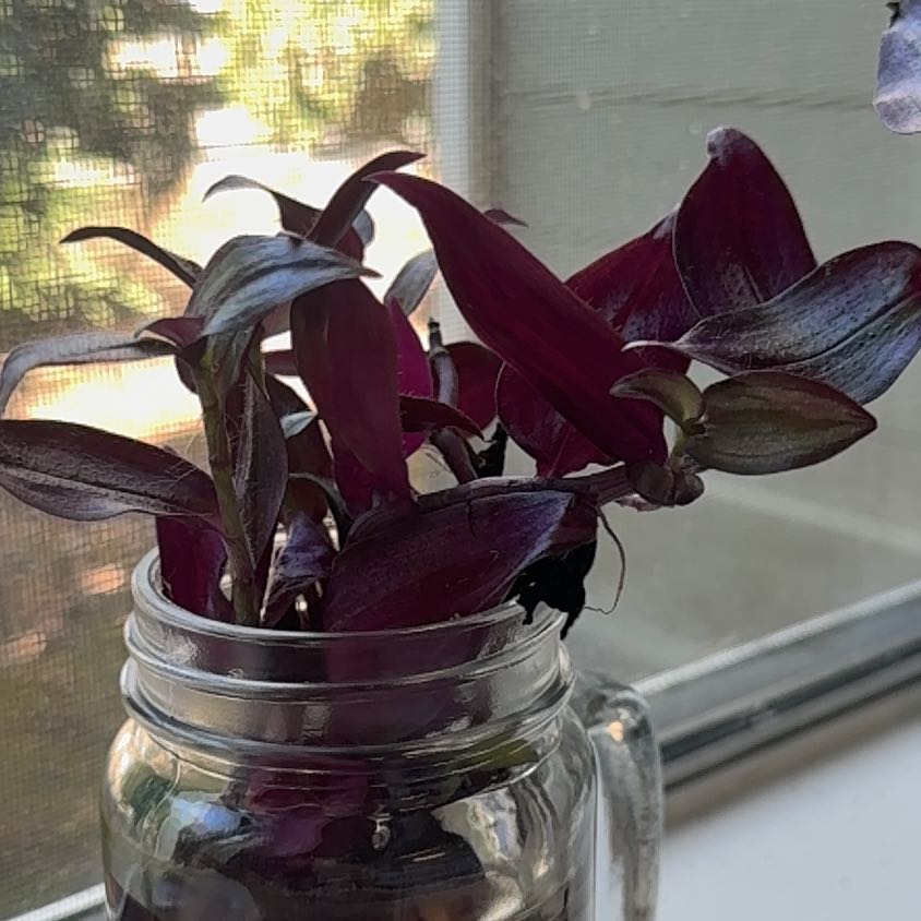 Photo of the plant species Wandering Jew by @Luckycharm88 named Walt on Greg, the plant care app