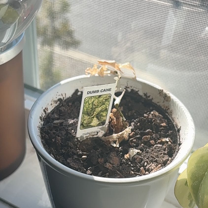 Photo of the plant species Dumb Cane by @LightAdelinia74 named Orlando Bloom on Greg, the plant care app