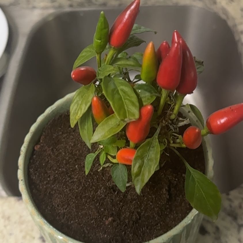 Photo of the plant species Macho Pepper Plant by @BrotherlyYuzu94 named Lola on Greg, the plant care app