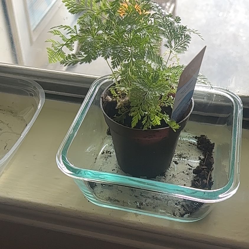 Photo of the plant species Black Rabbit Foot Fern by @RadPoisonivy69 named Baesil on Greg, the plant care app