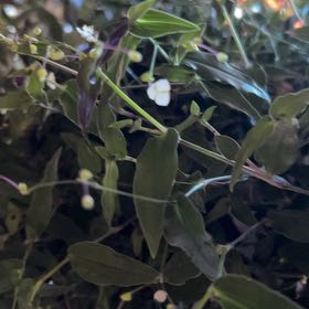 Photo of the plant species Dotted Bridalveil by @BabyMexico57 named Lola on Greg, the plant care app