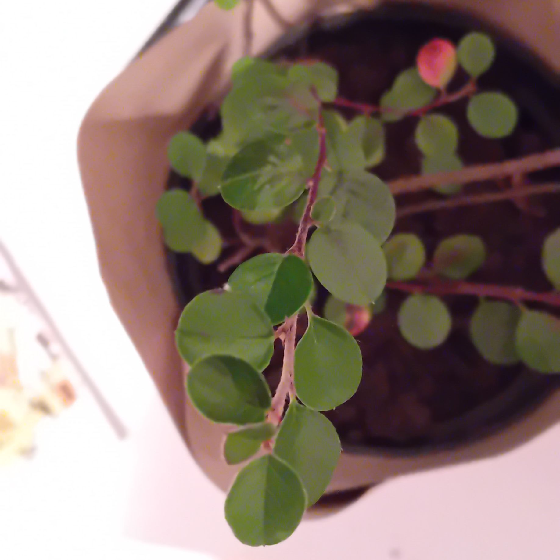 Photo of the plant species Rockspray Cotoneaster by @LovelyWasabi76 named Duke on Greg, the plant care app