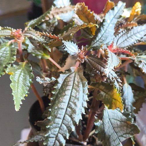 Photo of the plant species Dark Mystery Pilea by @AlacritousCat named Khaleesi on Greg, the plant care app