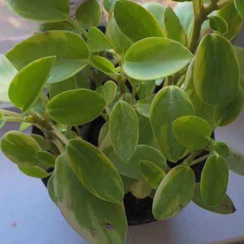 Photo of the plant species Variegated Teardrop Peperomia by @AlacritousCat named Elina on Greg, the plant care app