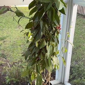 Photo of the plant species Spicy Jatropha by @OodlesChia26 named Messi on Greg, the plant care app