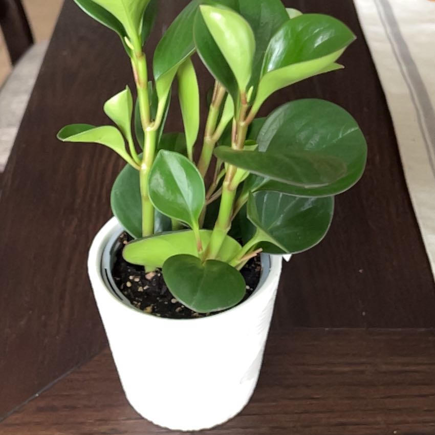 Photo of the plant species 'Salt N' Pepper' by @SteamyHorsemint named Spice Girl on Greg, the plant care app
