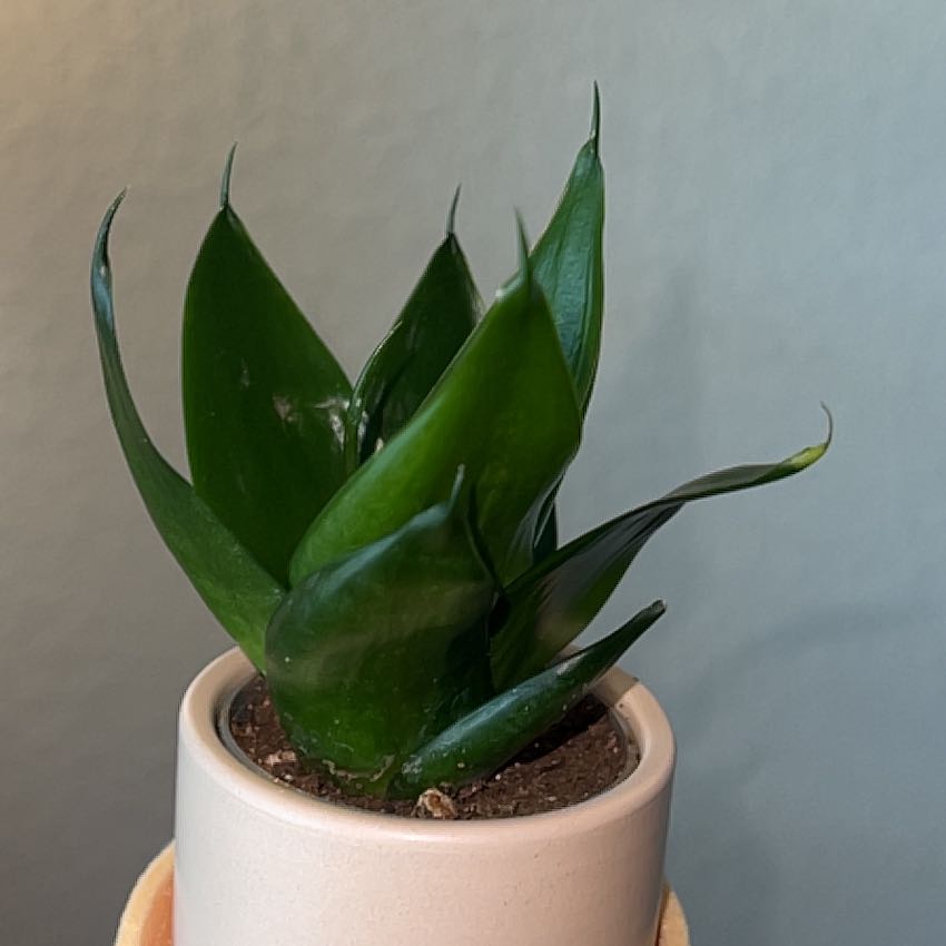 Photo of the plant species Black Jade Snake Plant by @SteamyHorsemint named Jade on Greg, the plant care app