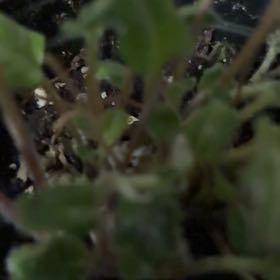Photo of the plant species Earleaf Bellflower by @MiracleCatpalm named Harper on Greg, the plant care app