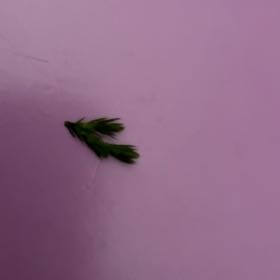 Photo of the plant species Winter Ryegrass by @MiracleCatpalm named Bieber on Greg, the plant care app