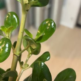 Photo of the plant species Shiny Leaf by @MiracleCatpalm named Lavender on Greg, the plant care app