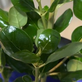 Photo of the plant species Shiny Leaf by @MiracleCatpalm named Xena on Greg, the plant care app