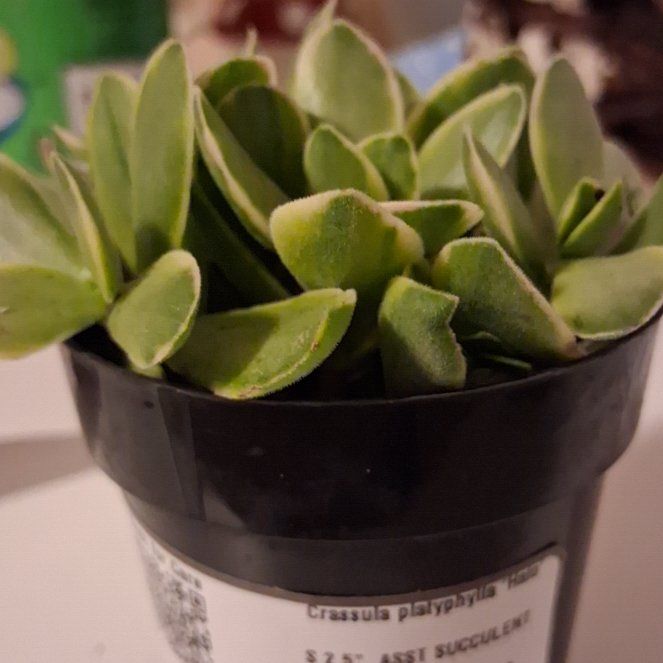 Photo of the plant species Variegated Crassula platyphylla by @AffableMandrake named Fred on Greg, the plant care app