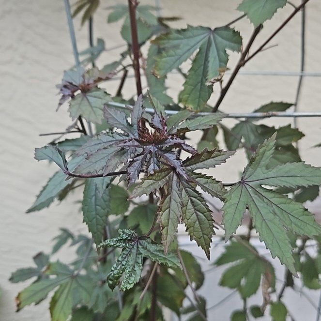 Photo of the plant species Hibiscus acetosella by @AgileCashew99 named Gates on Greg, the plant care app